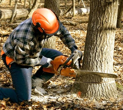 Tree Removal in Maurertown, VA